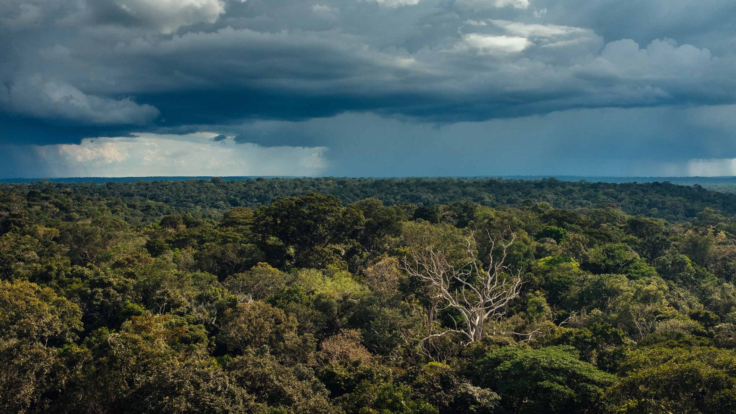 Brazil holds one-third of the world’s remaining tropical rainforest and until recently it absorbed as much CO2 pollution every year as the amount produced by all the cars on the planet. Now scientists fear that deforestation and climate change are pushing the forest to a tipping point beyond which it will actually release more CO2 into the atmosphere than it captures. Image by Sam Eaton. Brazil, 2018. Brazil holds one-third of the world’s remaining tropical rainforest and until recently it absorbed as much CO2 pollution every year as the amount produced by all the cars on the planet. Now scientists fear that deforestation and climate change are pushing the forest to a tipping point beyond which it will actually release more CO2 into the atmosphere than it captures. Image by Sam Eaton. Brazil, 2018.
