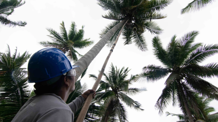 A worker collecting young coconuts at a smallholder coconut plantation in Sariaya, Quezon, Philippines. Image by Jervis Gonzales. Philippines, 2020. A worker collecting young coconuts at a smallholder coconut plantation in Sariaya, Quezon, Philippines. Image by Jervis Gonzales. Philippines, 2020.