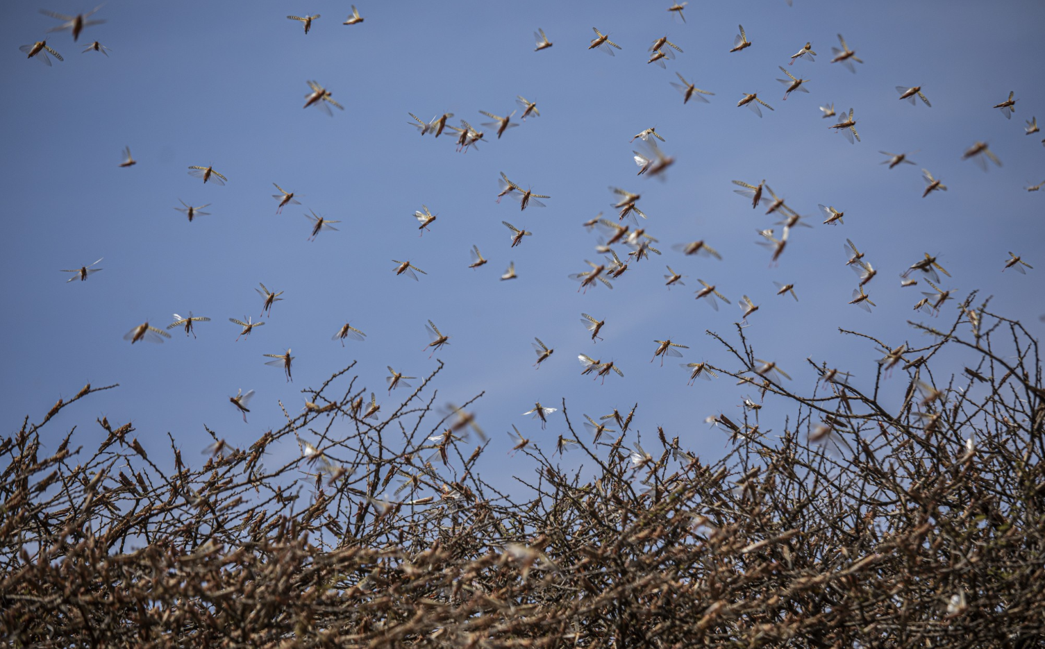 A swarm of desert locusts flies over an acacia tree in a remote part of Somalia. Image by Will Swanson / For The Times. Somalia, 2020. A swarm of desert locusts flies over an acacia tree in a remote part of Somalia. Image by Will Swanson / For The Times. Somalia, 2020.