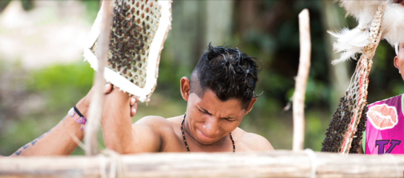 Benito Miquiles endures the Waumat ritual for the fifteenth time in his life; he will participate in the rite 5 more times to prepare himself for his role as a Sateré leader. Image by Matheus Manfredini. Brazil, 2019. Benito Miquiles endures the Waumat ritual for the fifteenth time in his life; he will participate in the rite 5 more times to prepare himself for his role as a Sateré leader. Image by Matheus Manfredini. Brazil, 2019.