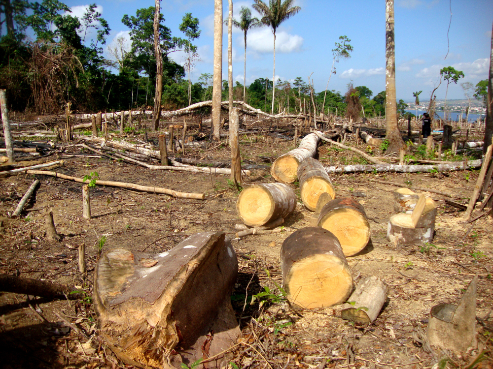 Area of illegal deforestation of vegetation native to the Brazilian Amazon forest. Image by Tarcisio Schnaider/Shutterstock. Brazil, undated. Area of illegal deforestation of vegetation native to the Brazilian Amazon forest. Image by Tarcisio Schnaider/Shutterstock. Brazil, undated.