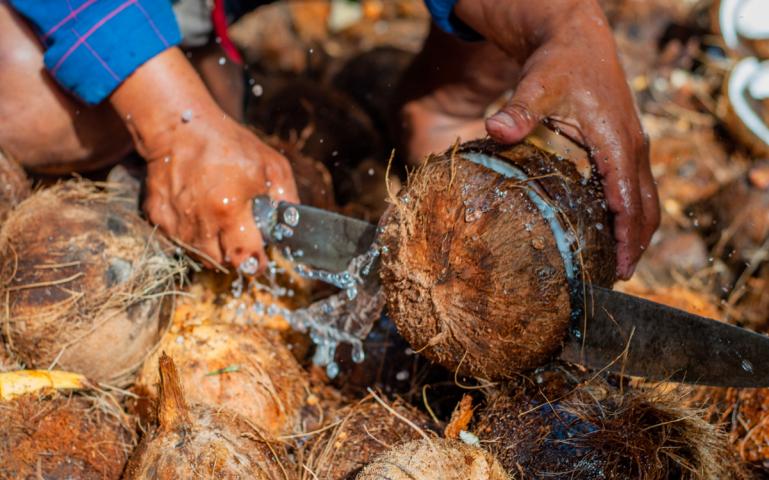Despite the growing popularity of coconut-based products, coconut farmers in the Philippines and Indonesia struggle with income and production. Image by Nithin Coca. 2019. Despite the growing popularity of coconut-based products, coconut farmers in the Philippines and Indonesia struggle with income and production. Image by Nithin Coca. 2019.