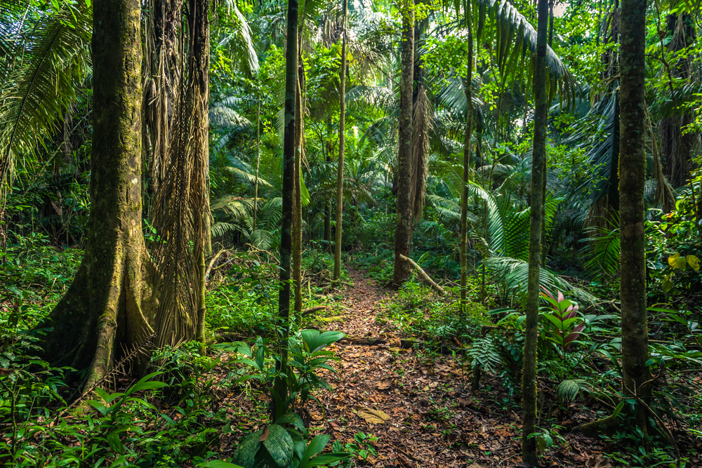 The Amazon rainforest in Manú National Park. Image by Rui Baião / Shutterstock. Peru, undated. The Amazon rainforest in Manú National Park. Image by Rui Baião / Shutterstock. Peru, undated.