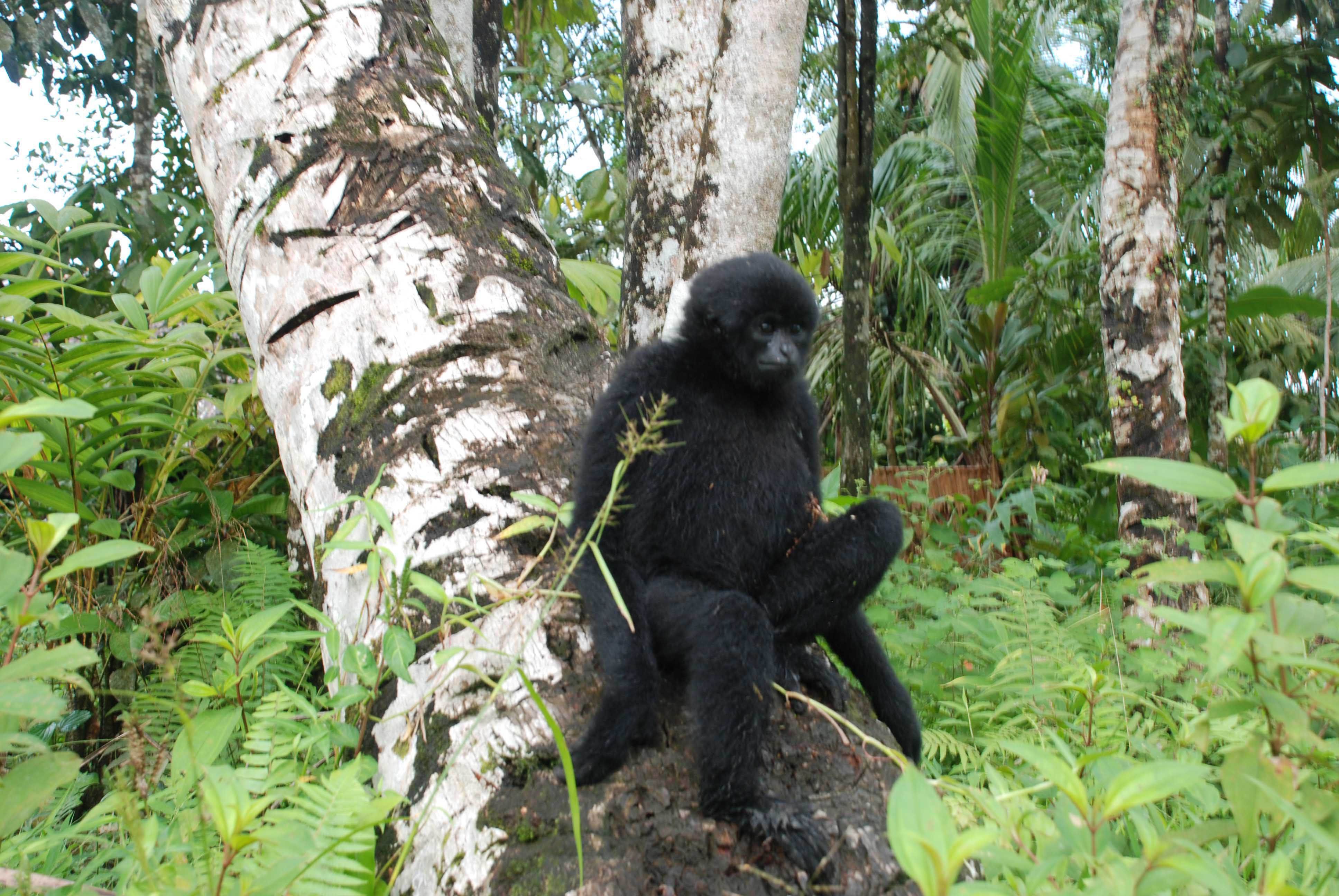 Bilou (Hylobates closii) endemic Mentawai primates. Image by Febrianti. Indonesia, 2020. Bilou (Hylobates closii) endemic Mentawai primates. Image by Febrianti. Indonesia, 2020.