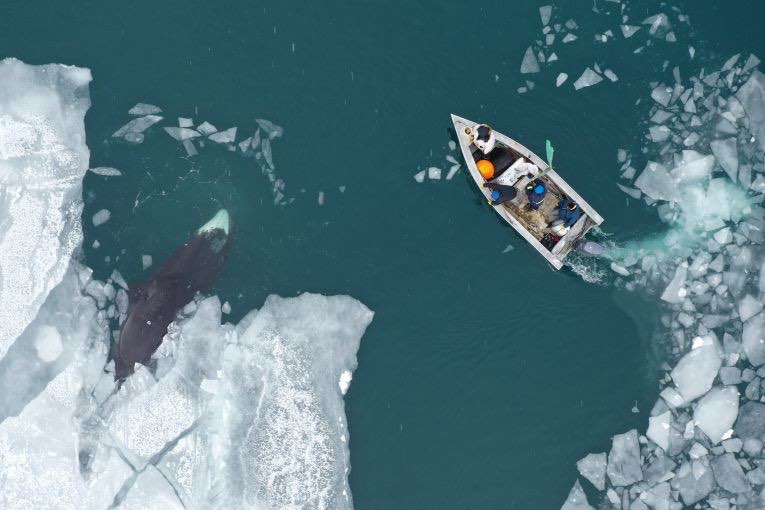 Anagi Crew hunts a 30-foot male bowhead whale on the Bering Sea in an umiaq, a small sealskin boat that is prized for its light weight, stealthy movement and respect for tradition. Image by Yves Brower. United States, undated. Anagi Crew hunts a 30-foot male bowhead whale on the Bering Sea in an umiaq, a small sealskin boat that is prized for its light weight, stealthy movement and respect for tradition. Image by Yves Brower. United States, undated.
