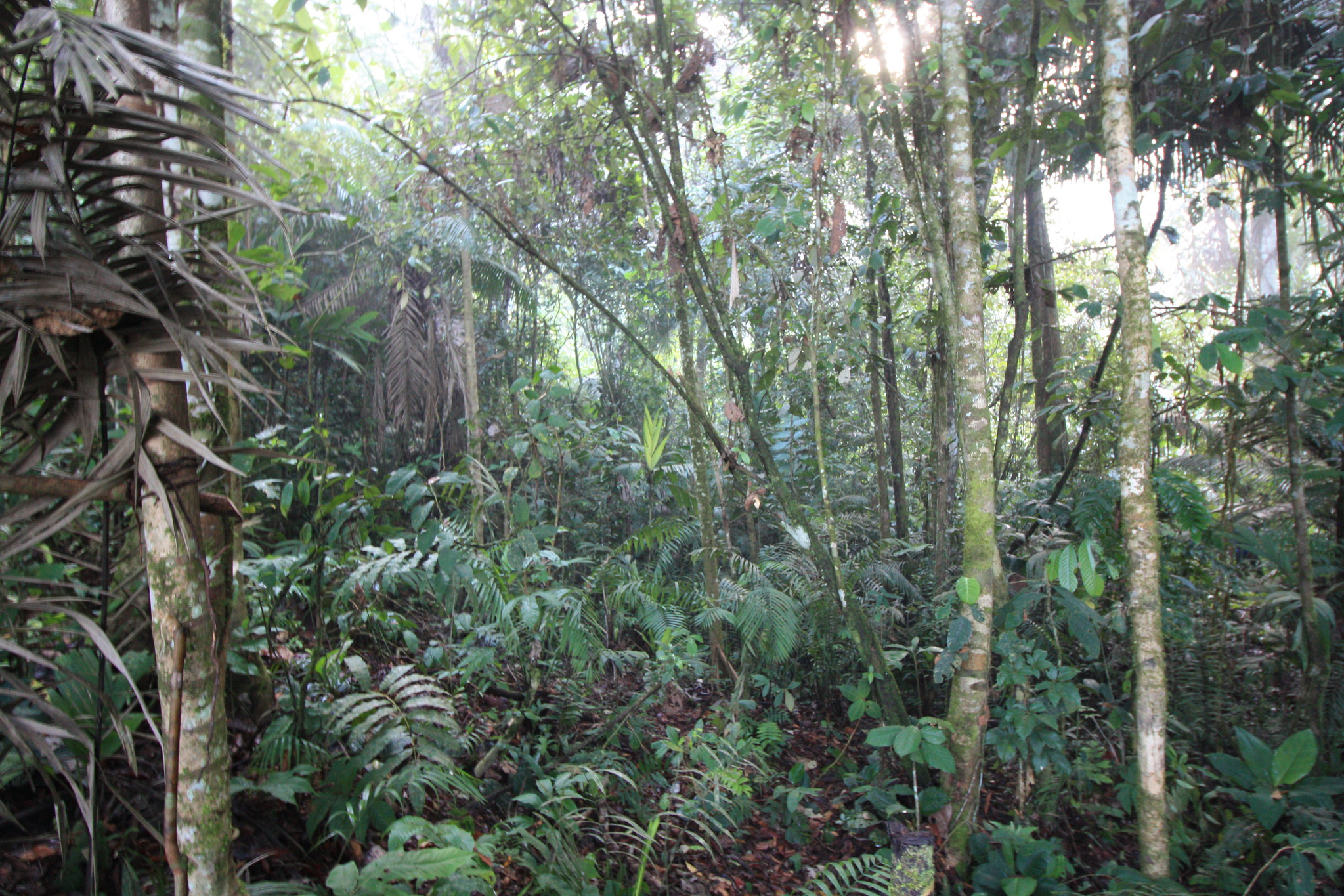 Within the Amazon Rainforest in Tena, Ecuador. Image courtesy of Flickr. Ecuador, 2015. Within the Amazon Rainforest in Tena, Ecuador. Image courtesy of Flickr. Ecuador, 2015.