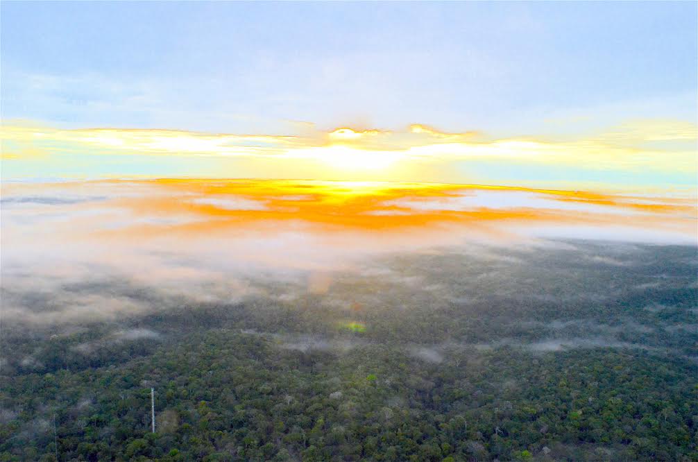 The view from the Amazonian Tall Tower Observatory (ATTO), the tallest tower south of the Rio Grande, 1,000 feet in the air, 100 miles NE of Manaus. Image by Dan Grossman. Brazil, 2016.
