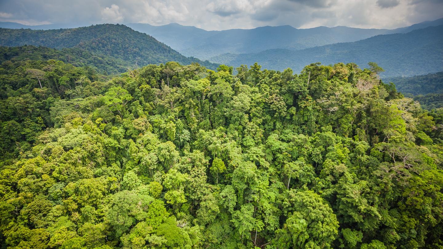 Image courtesy of Pacific Forest Alliance. Papua New Guinea, 2015.