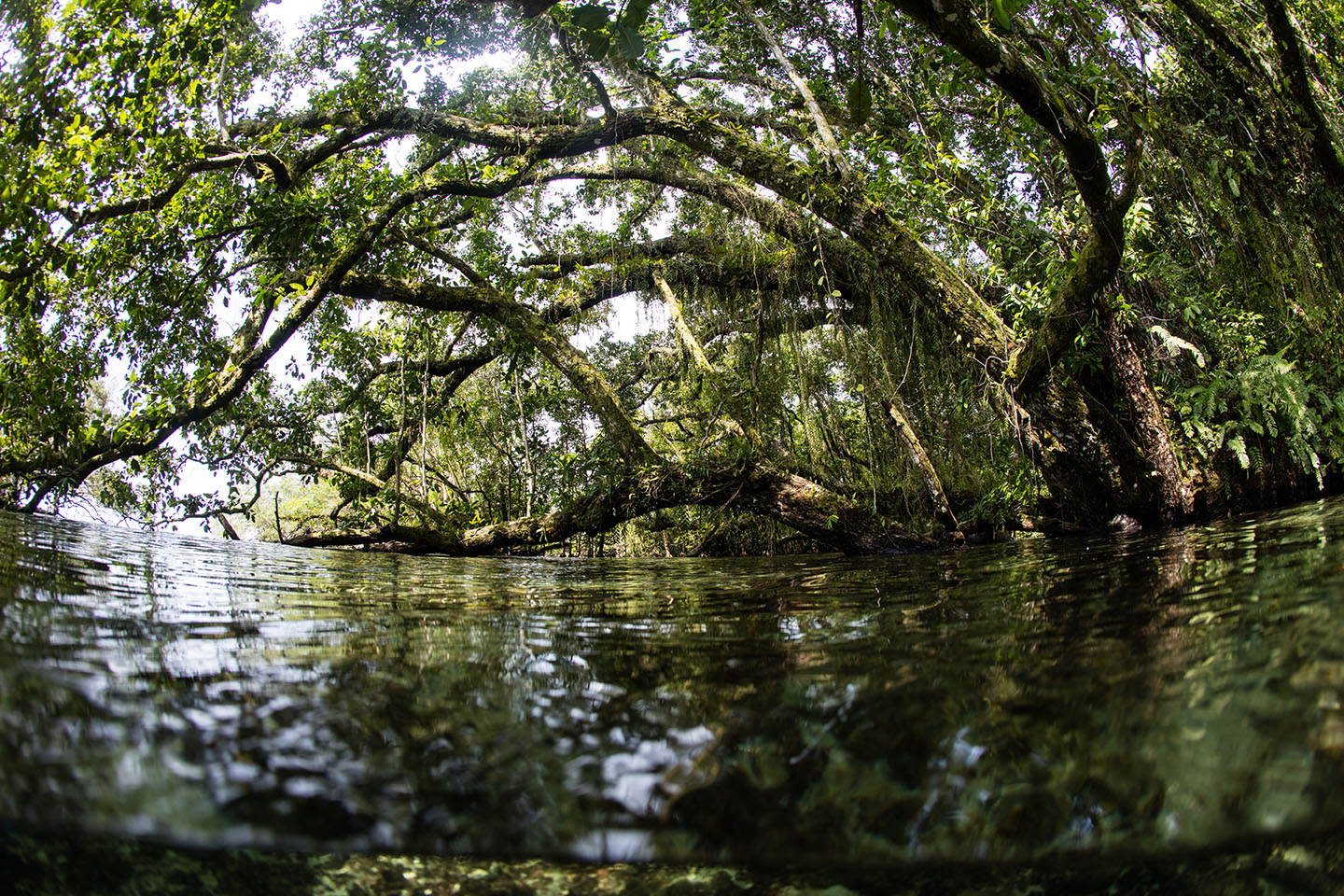 A lush rainforest on a remote island in the Solomon Islands overhangs coastal water. Image by Ethan Daniels / Shutterstock. Solomon Islands, 2019. A lush rainforest on a remote island in the Solomon Islands overhangs coastal water. Image by Ethan Daniels / Shutterstock. Solomon Islands, 2019.