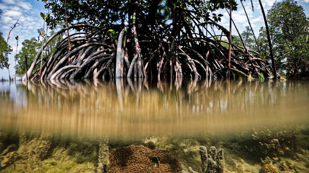 In a climate emergency, mangrove trees are truly extraordinary: Their ability to store carbon, under the right conditions, is unmatched by any other tree on Earth. Image by Ardiles Rante. Indonesia, 2019. In a climate emergency, mangrove trees are truly extraordinary: Their ability to store carbon, under the right conditions, is unmatched by any other tree on Earth. Image by Ardiles Rante. Indonesia, 2019.