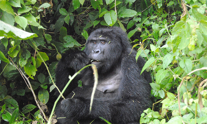 There are a little over 1,000 Mountain Gorillas remaining on Earth, with about half of these living in Bwindi Impenetrable Rainforest. Image by Fredrick Mugira. Uganda, 2020. There are a little over 1,000 Mountain Gorillas remaining on Earth, with about half of these living in Bwindi Impenetrable Rainforest. Image by Fredrick Mugira. Uganda, 2020.