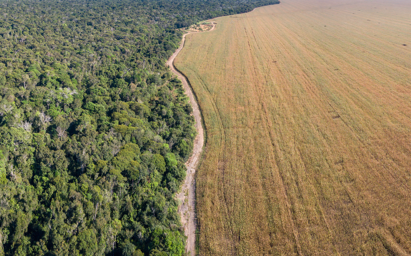 Aerial view of Xingu Indigenous Park territory and soybean farms in Mato Grosso. Aerial view of Xingu Indigenous Park territory and soybean farms in Mato Grosso. Image courtesy of Shutterstock. Brazil, date unknown.