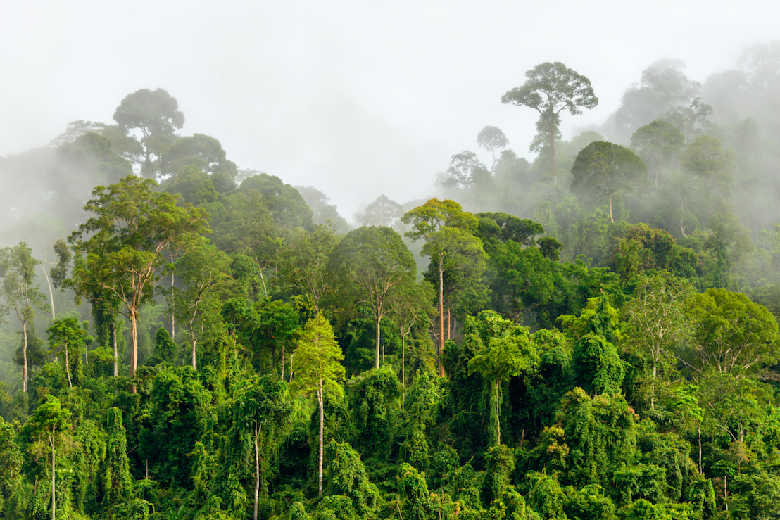 Treetops of dense tropical rainforest with morning fog located near the Malaysia-Kalimantan Border. Image by Shutterstock. Malaysia, date unknown. Treetops of dense tropical rainforest with morning fog located near the Malaysia-Kalimantan Border. Image by Shutterstock. Malaysia, date unknown.