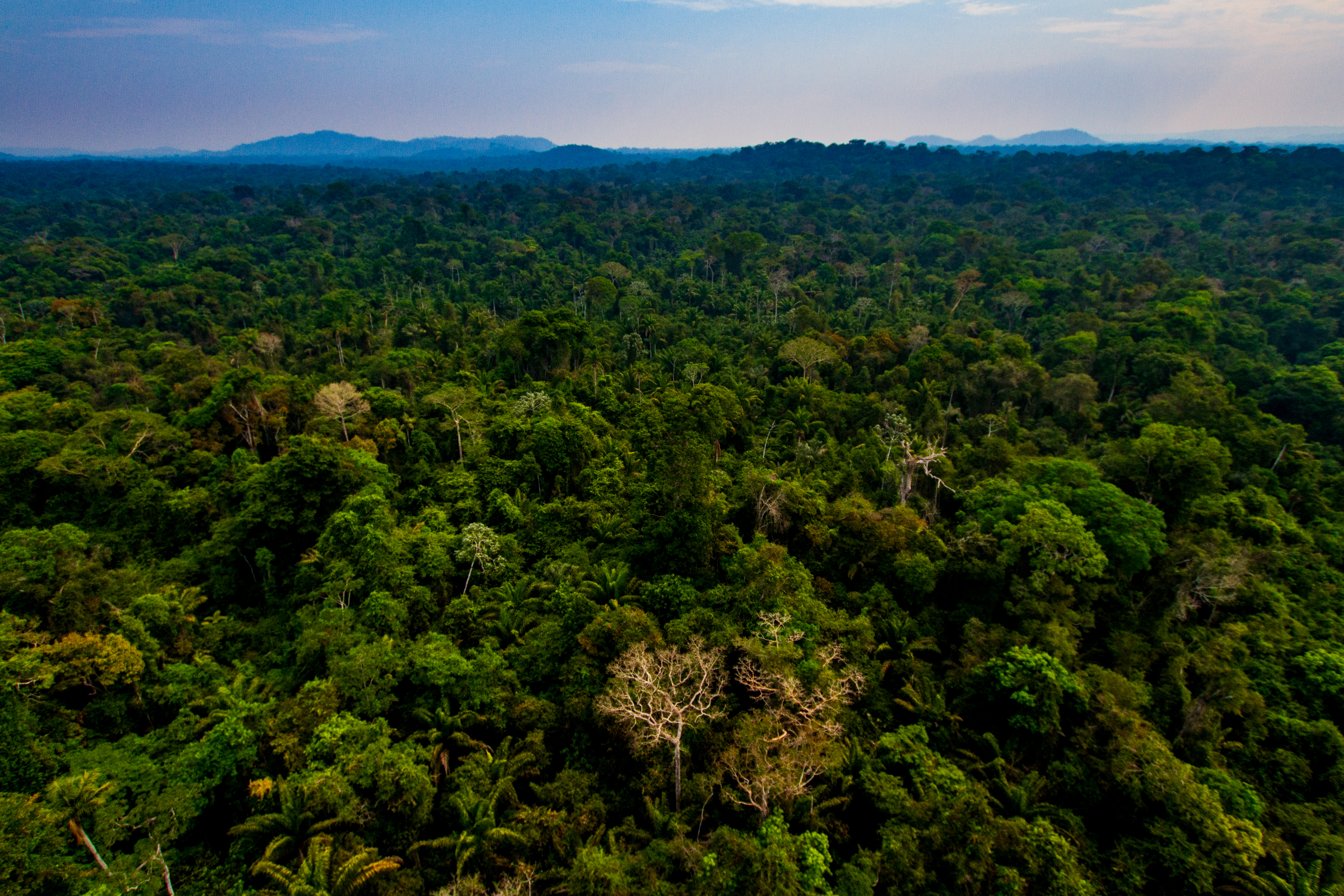 Aerial photograph of the Amazon rainforest
