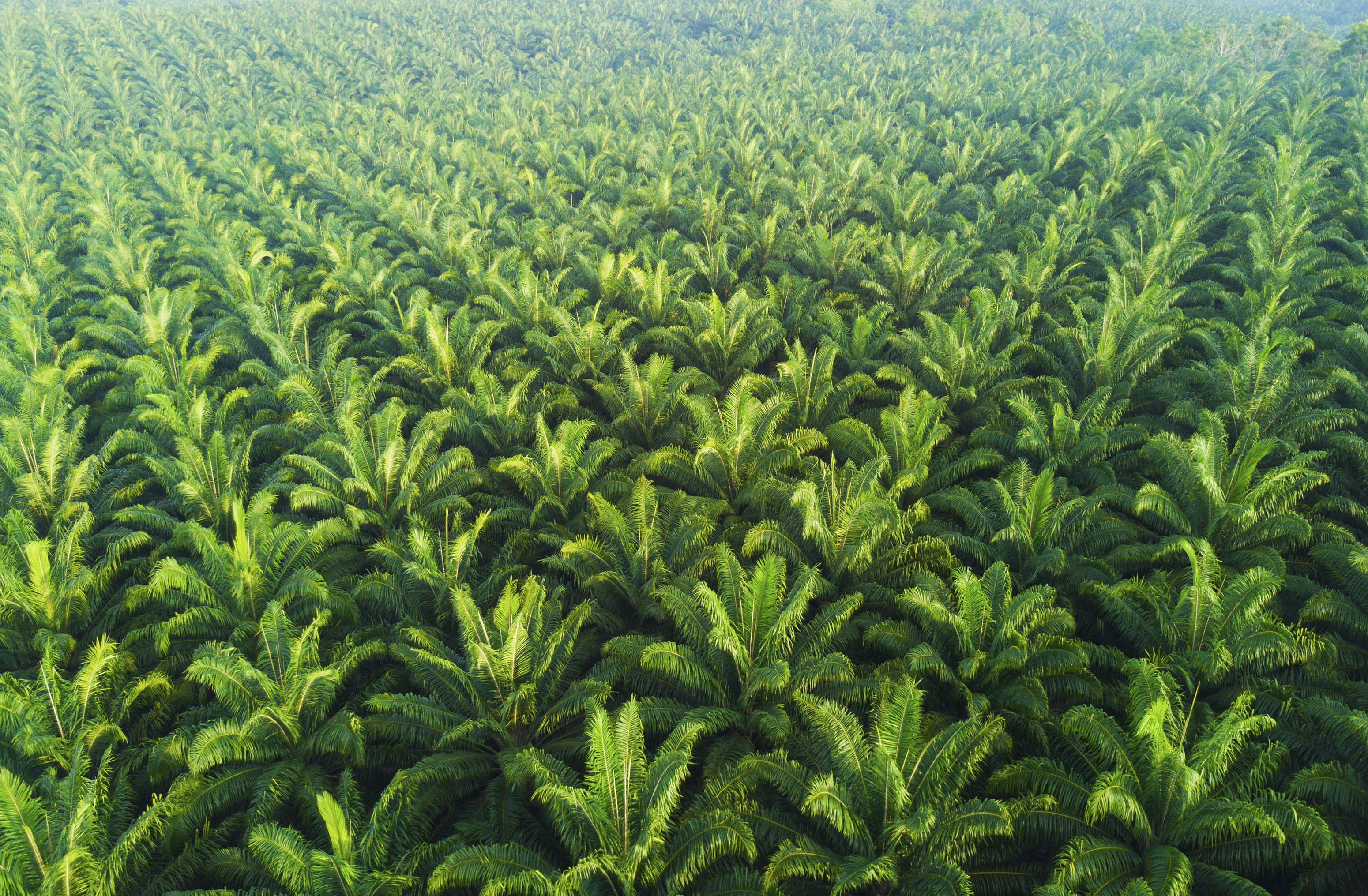 Aerial view of the green trees of a palm plantation.