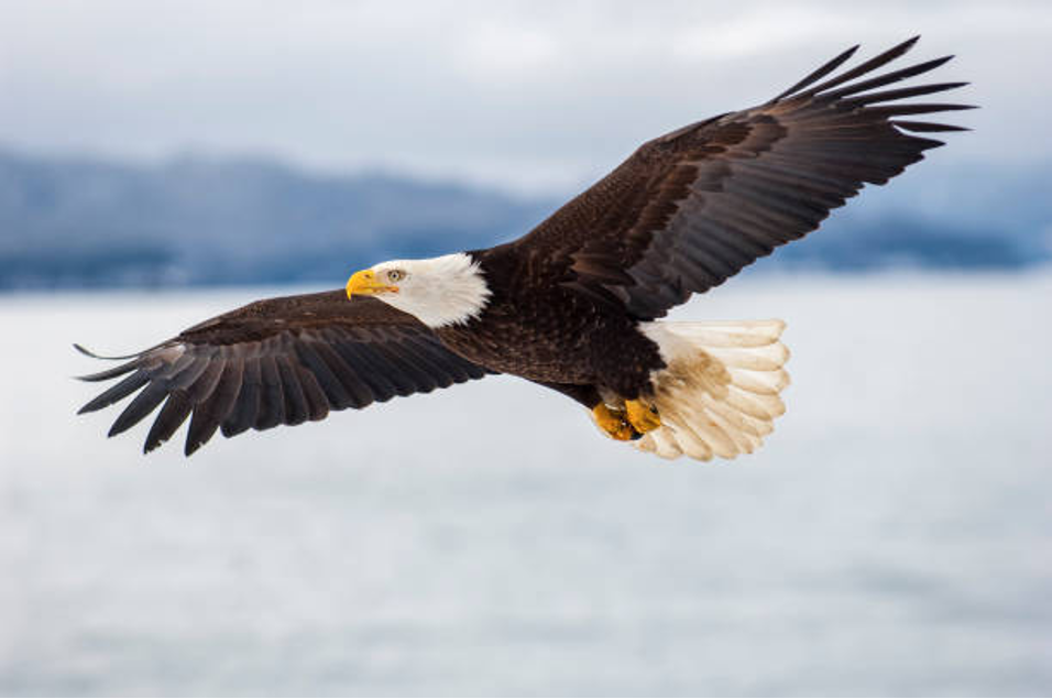 Logo for Brooks Eagles