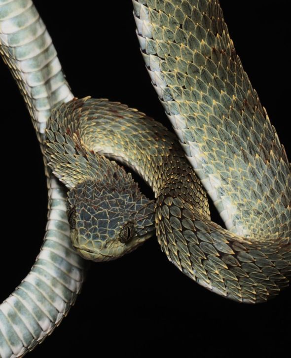 A bush viper. Congo, 2019. Image by Hugh Kinsella Cunningham.