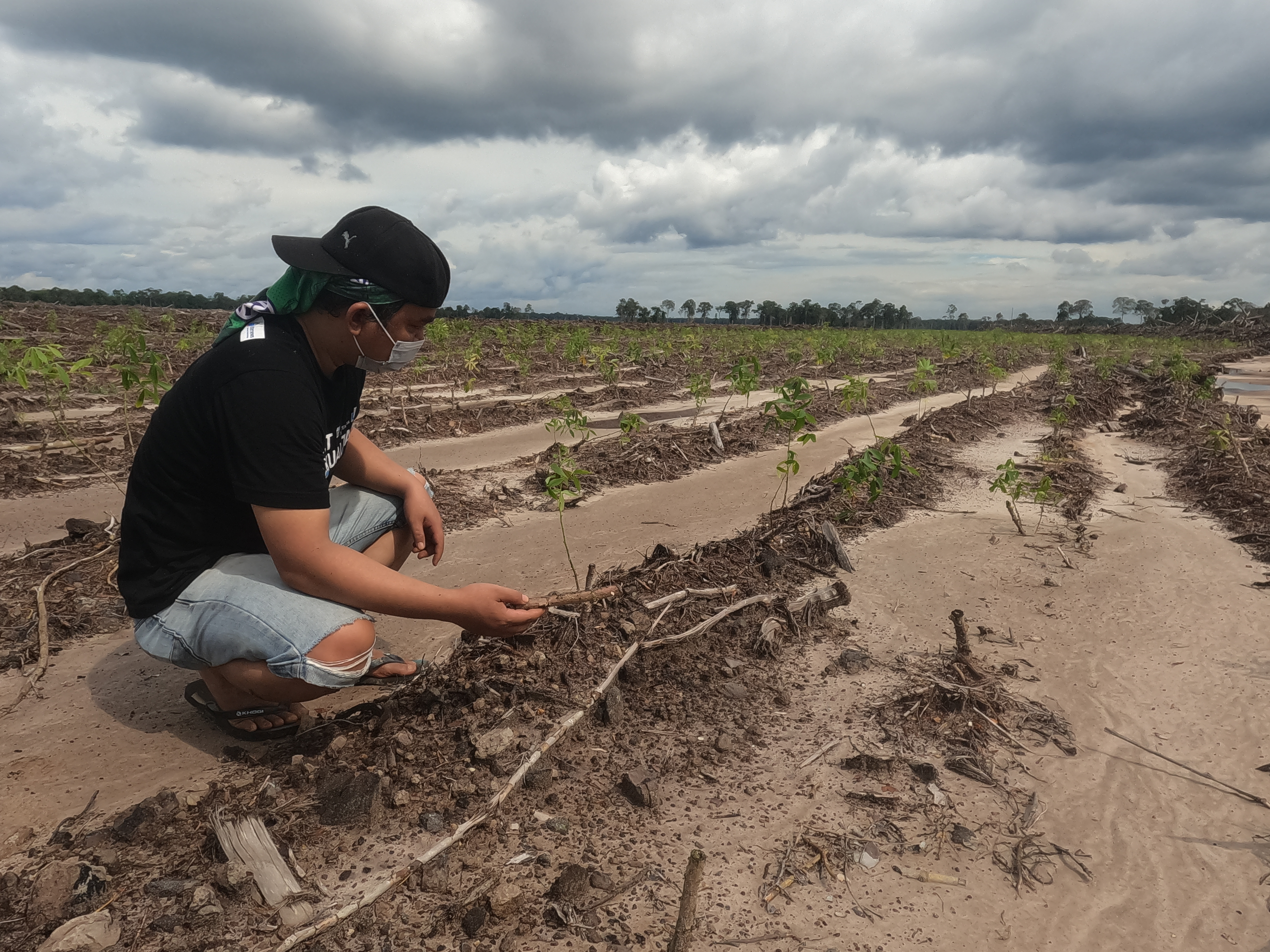 Five-month-old cassava plants in the Defense Ministry’s food estate project, in Gunung Mas Regency, Central Kalimantan, August 27, 2021.