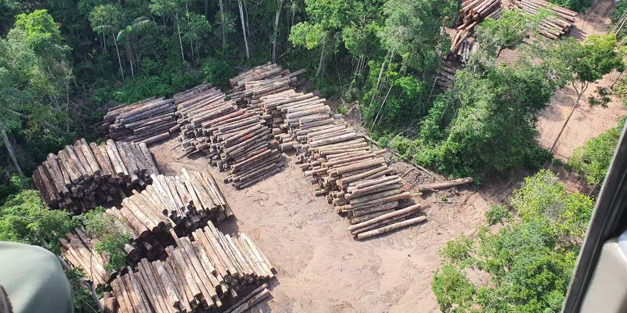 piles of logs in the forest