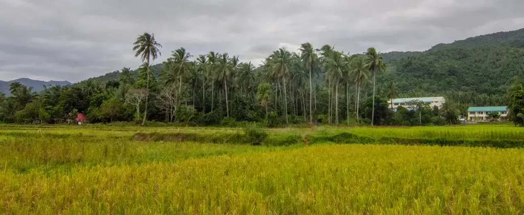 Image by Jervis Gonzales. Philippines, undated.