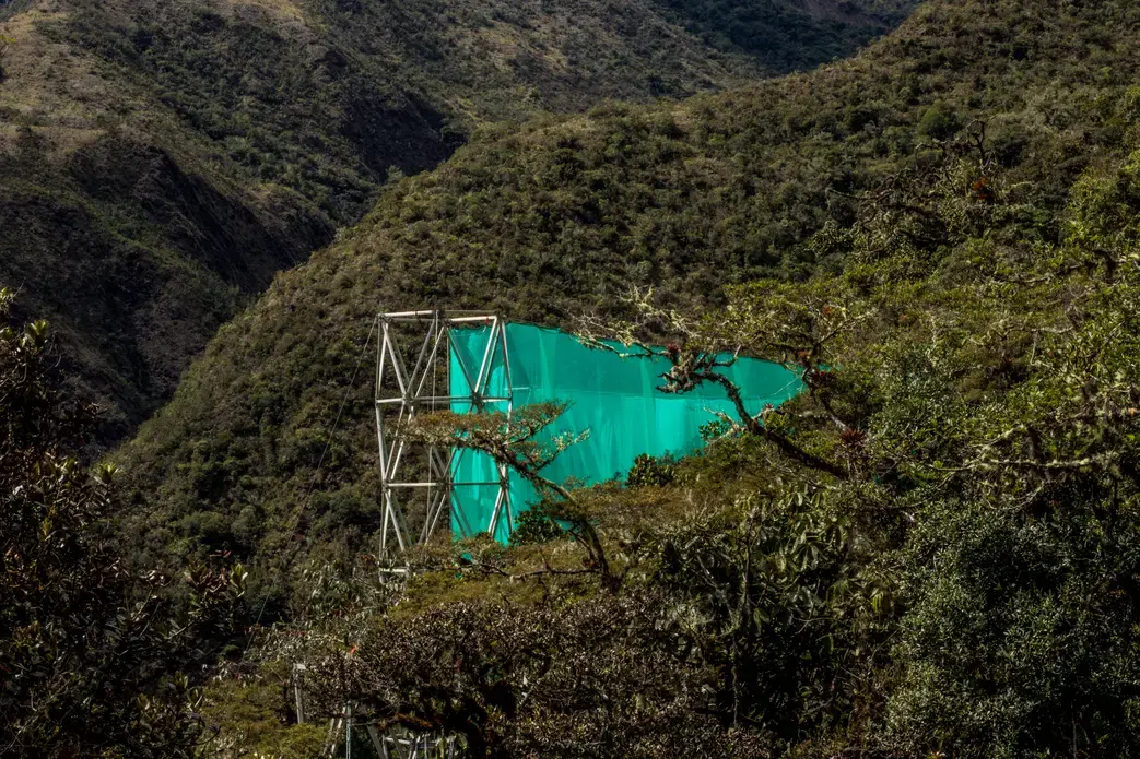 The forests of Wayqecha, Peru rely on moisture from clouds to sustain themselves but climate change is moving that cloud layer higher every year. Image by Dan Metcalfe. Peru, 2017.