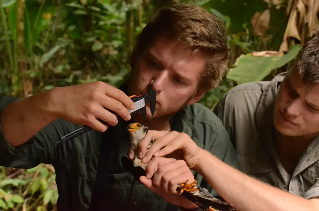 Two researchers observe a bird up close. Both hold the animal in place as one takes a measurement using calipers.