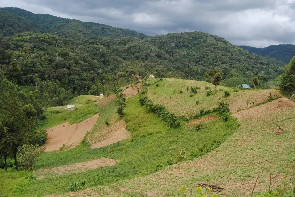 In River Nile basin region, natural forests are mostly in upstream countries. Reasons for forestland grab in these countries include production of food crops, nonfood agriculture commodities and timber production. Image by Fredrick Mugira. Uganda, 2018.