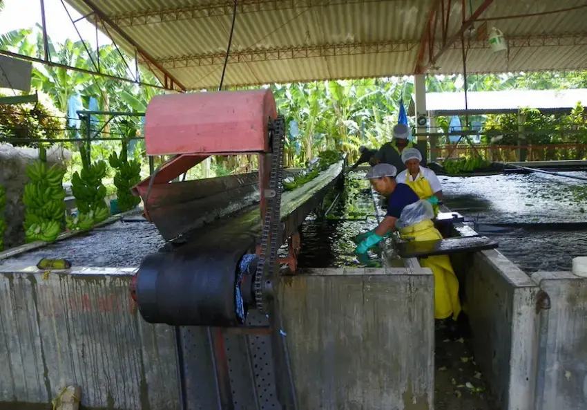 Workers wash bananas on a plantation in Magdalena. Image by J. Stephen Conn, courtesy of Flickr. Colombia, 2016.