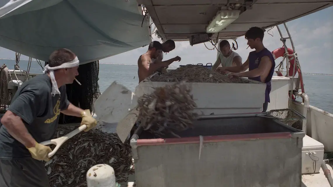 Dean Blanchard’s workers shovel piles of shrimp aboard the Ace of Trade off the coast of Grand Isle. Image by Spike Johnson. United States, 2019.