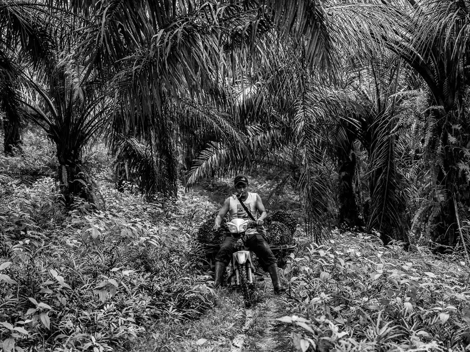 ROUTINE. Sunil, Asnia's husband, uses a motorbike to carry the palm fruits he harvested. He said that sometimes, the palm fruits can weigh up to 50 kg or 110 pounds. Image by Xyza Cruz Bacani. Indonesia, 2018.&nbsp;