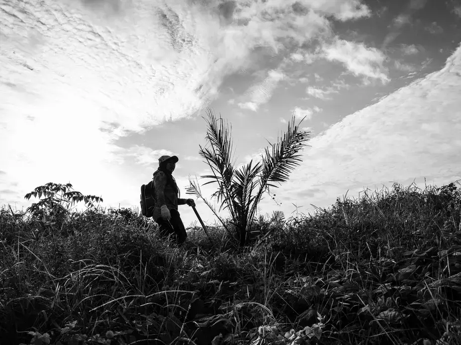 DAILY TASK. Asnia clears the area around a palm tree sapling. She is assigned 7 hectares of saplings to clear, spray with pesticides, and fertilize. Image by Xyza Cruz Bacani. Indonesia, 2018.&nbsp;