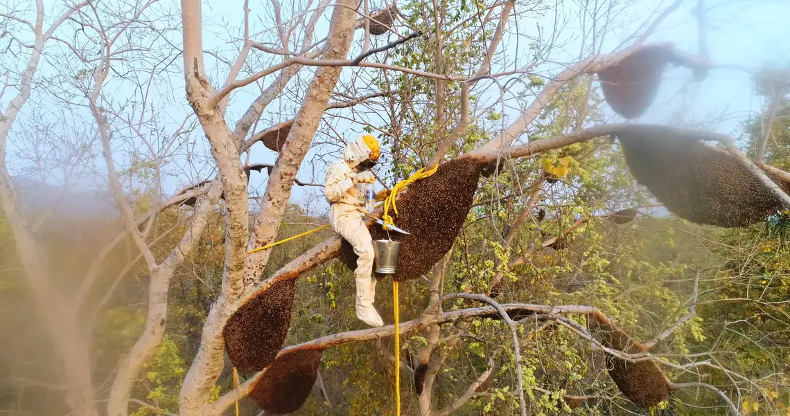“Stop killing the bees and biodiversity,” says Heavenly Organics co-founder Amit Hooda. “And we live in harmony with each other–so stop killing one another. There are other ways to make money.”  Image by Mike Leibowitz. India, 2017.