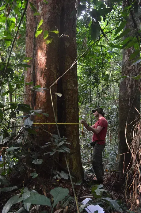 Ecologist Wannes Hubau measures a tree at the Yangambi Research Station in the Democratic Republic of the Congo. Image by Daniel Grossman. Congo, 2019.