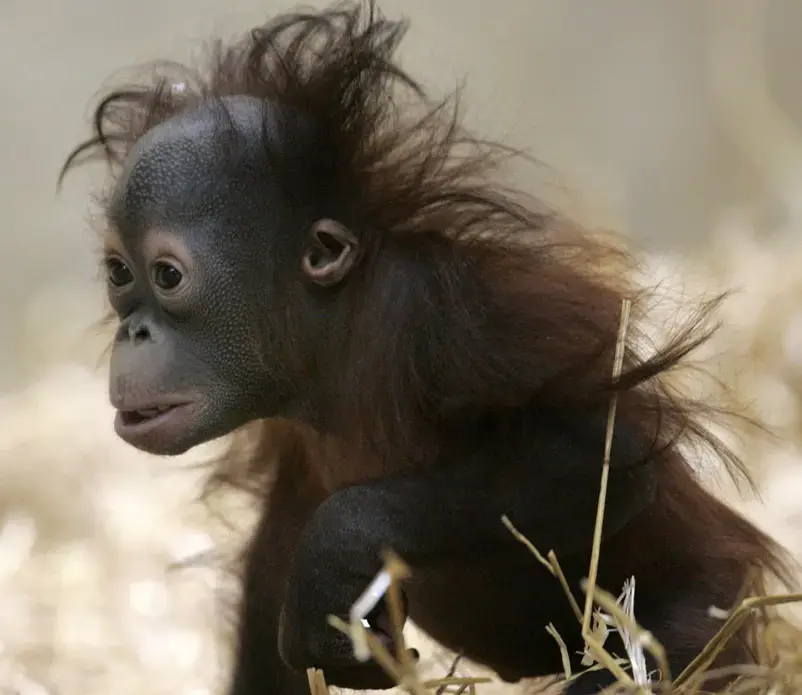 Mahal, an orangutan who was rejected by his mother at a Colorado zoo, at the Milwaukee County Zoo. Image by Mark Hoffman for the Milwaukee Journal Sentinel. United States, 2017.