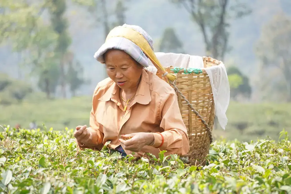 Women constitute the bulk of the workforce on tea plantations, responsible for plucking up to 40 kilograms a day per person in peak season. Tea plucking runs in families; when a daughter is of age (generally 18 or older), she is invited to pluck on the farms with her mother. Image by Esha Chhabra. India, 2017.