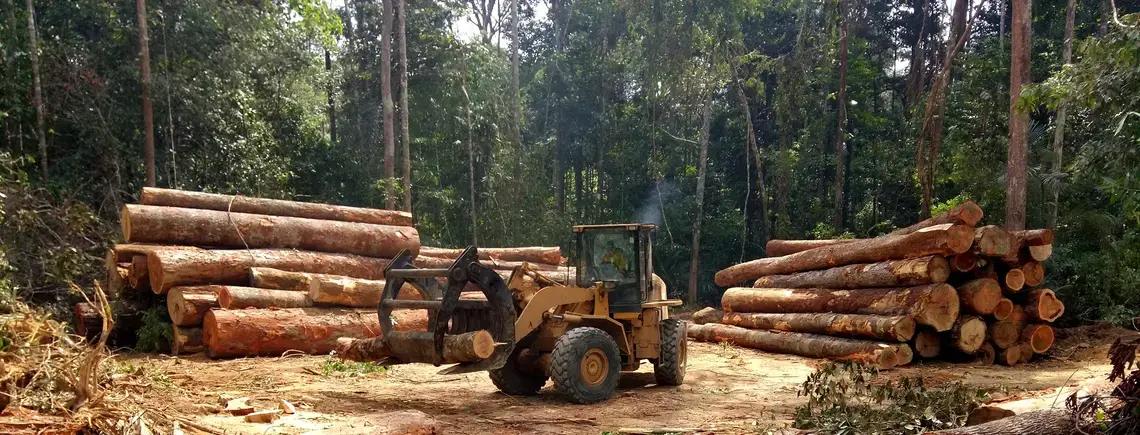 A wheel loader tidying the piles of wood logs extracted from the Amazonian forest. Image by Tarcisio Schnaider / Shutterstock. Brazil, undated.