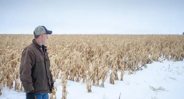 North Dakota farmer Ryan Pederson gazes at a field of corn near Rolette, North Dakota that he couldn't harvest last fall. Despite the challenges, North Dakota farmers are growing much more corn than they used to.Image by Christopher Walljasper / For Harvest Public Media. United States, 2020.