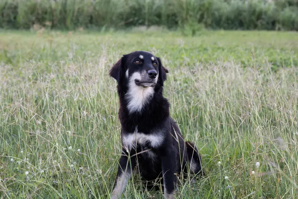 A sato, or Puerto Rican stray dog, crouches down in a field of tall grass. Image by Jamie Holt. United States, 2019.