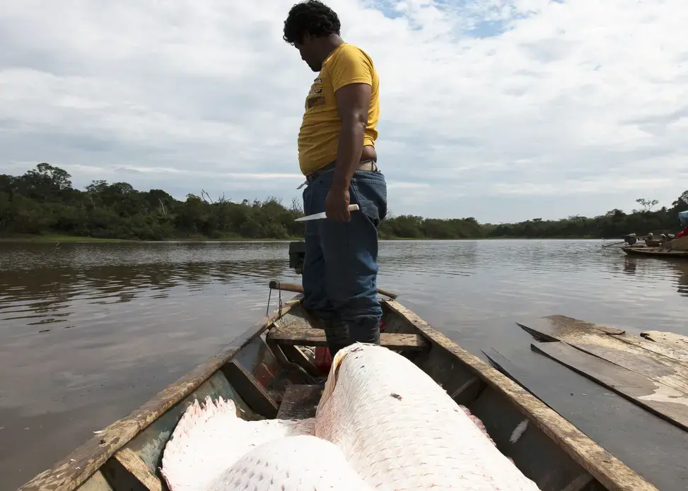 The River Giant Invading the Bolivian Amazon.