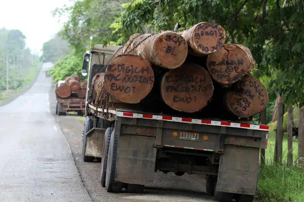 Deforestation in the Darién gap affects indigenous people. Image by Guido Bilbao. Panama, 2019.