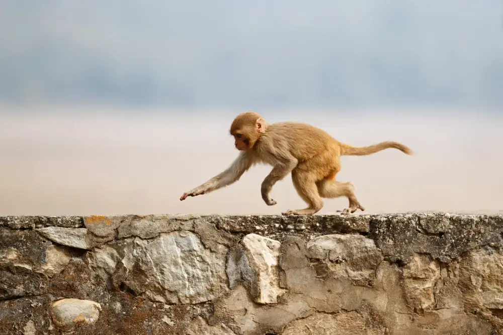 Image by PhotocechCZ/Shutterstock.