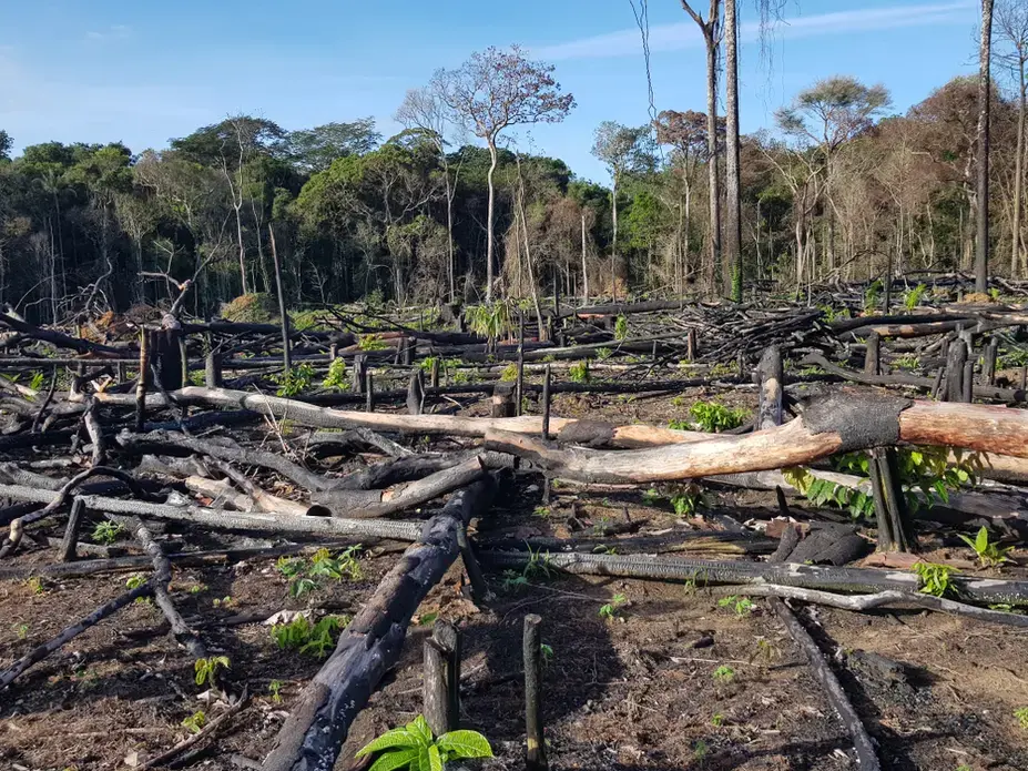 Deflorestação na Amazônia. Imagem de Shutterstock. Brasil, 2019.