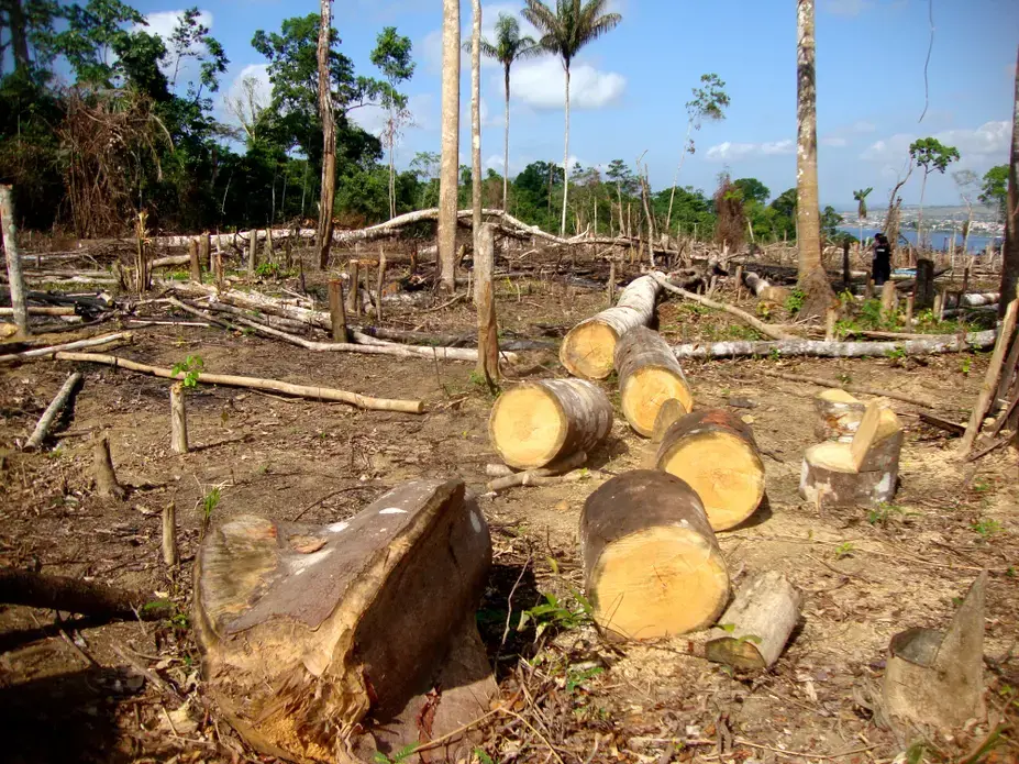 Area of illegal deforestation of vegetation native to the Brazilian Amazon forest. Image by Tarcisio Schnaider/Shutterstock. Brazil, undated.