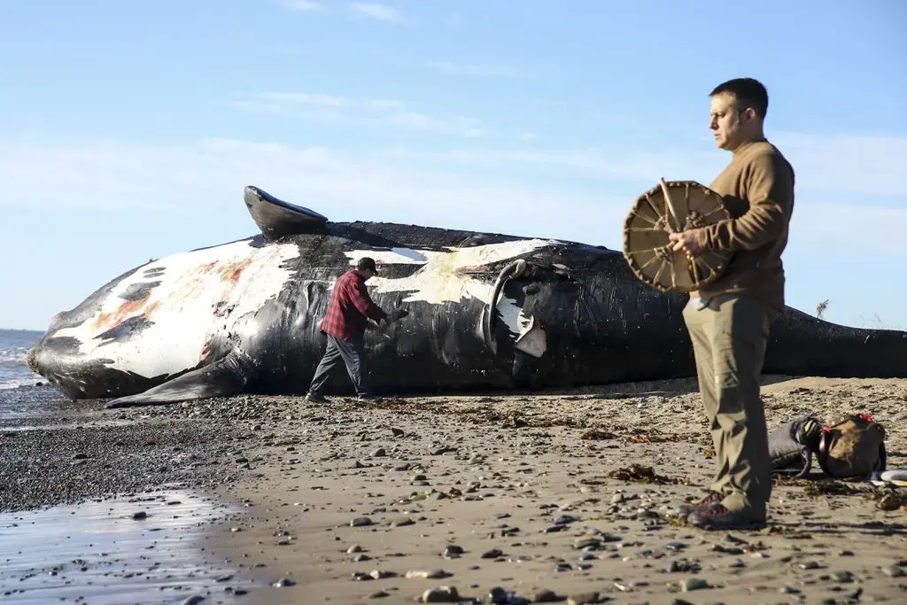 Patrick Goguen (right), from Moncton, New Brunswick, beat on a drum while Noel Millea, an elder from Elsipogtog First Nation, performed a ceremony on a dead North Atlantic right whale to honor the animal's spirit before a necropsy is performed on it in Shippagan, New Brunswick. Image by Nathan Klima. Canada, 2019.