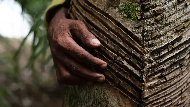 Seu Francisco é seringueiro e um dos 400 moradores que resistem na Reserva Extrativista Guariba-Roosevelt mesmo depois de uma queda brusca no preço do látex natural. Imagem de Ahmad Jarrah. Brasil, 2020.