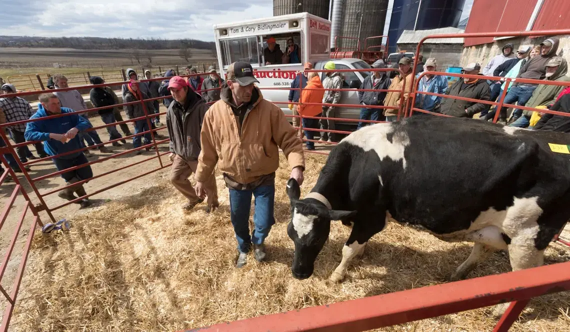 Robert "Stretch" Hull, foreground, directs a cow in a pen while Cory Bidlingmaier looks for bidders during an auction at the farm of Dale and Marsha Ryan in Belleville. The Ryans sold off their dairy livestock and feed and will switch to farming corn, beans and some beef cattle. Tom and Cory Bidlingmaier, second and third generation auctioneers, view the current situation as an agricultural depression. Image by Mark Hoffman. United States, 2019.

A project in the Milwaukee Journal-Sentinel as part of the…