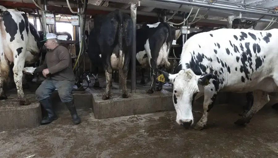 Roger Rueth does his evening milking Wednesday, April 29, 2020 on his farm east of Loyal, Wis. Ruth, who became seriously ill with a mold infection in his lungs, should be wearing a mask, but he ran out of them. Clark County in central Wisconsin has a population of about 35,000 people and about 160,000 head of cattle &amp; calves, including dairy and beef cattle, plus calves. Image by Mark Hoffman / Milwaukee Journal Sentinel. United States, 2020.