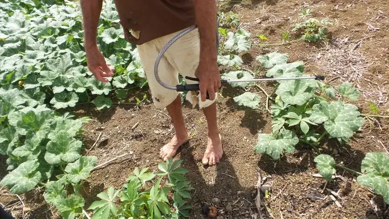 Antônio Carlos Alexandre do Nascimento, 51 anos, aplica na sua roça, os jatos de agrotóxico lançados de um equipamento de pulverização carregado nas costas. Imagem de Elizabeth Oliveira. Brasil, 2020.