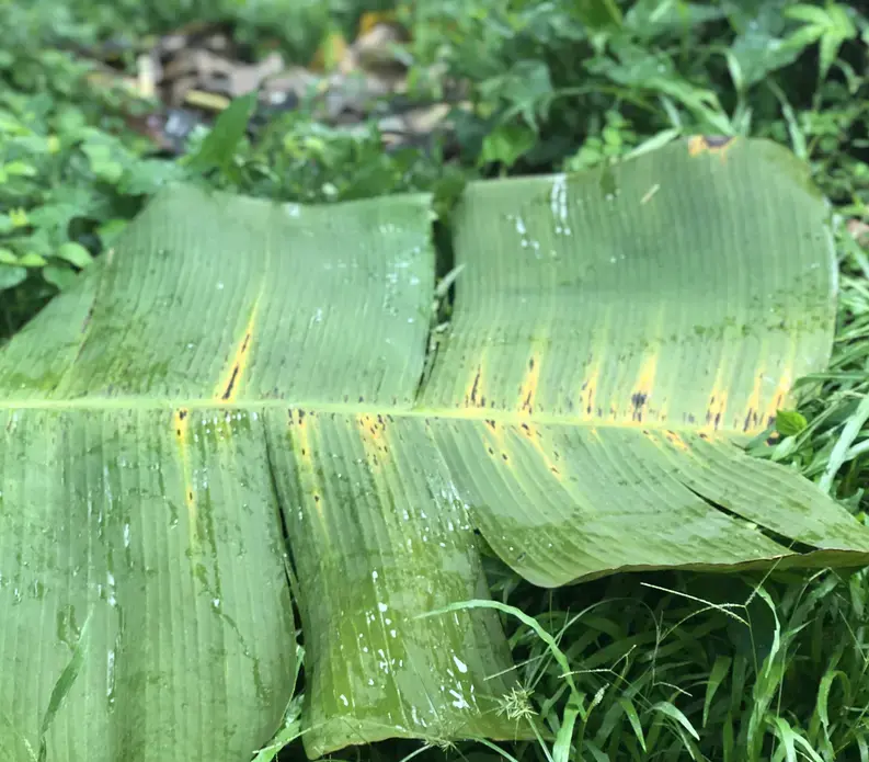 Black leaf streak fungus that inhibits photosynthesis within the banana leaves, destroying crops. Image by Madison Stewart.&nbsp;Costa Rica, 2019. 