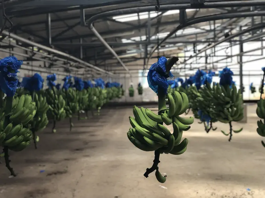 The insecticidal bags are removed from the bananas in the processing facility at Rio Sixaola Plantation.&nbsp;Image by Madison Stewart.&nbsp;Costa Rica, 2019. 